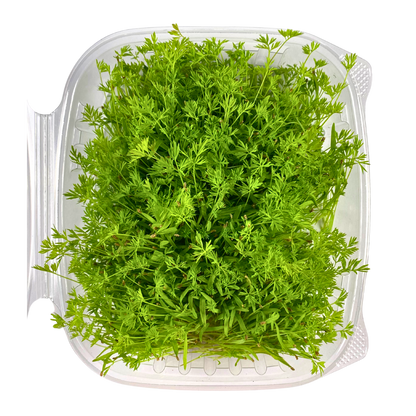 Carrot Microgreens