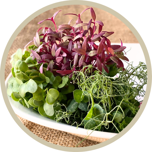 Chef Kim McLendon's Mission Microgreen Mix