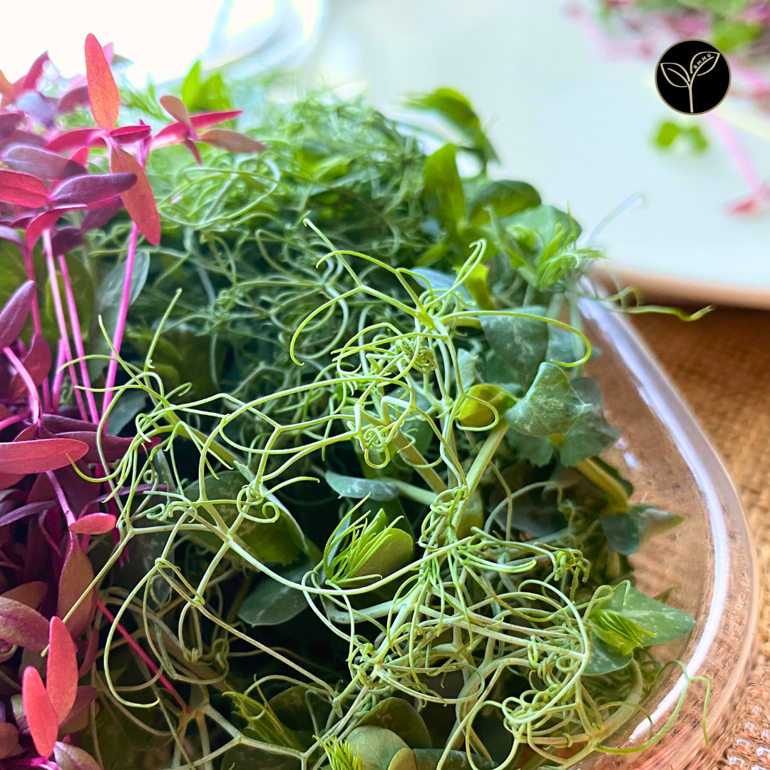 Chef Kim McLendon's Mission Microgreen Mix