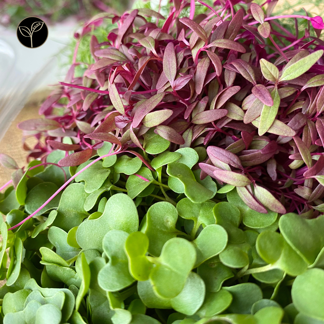 Chef Kim McLendon's Mission Microgreen Mix