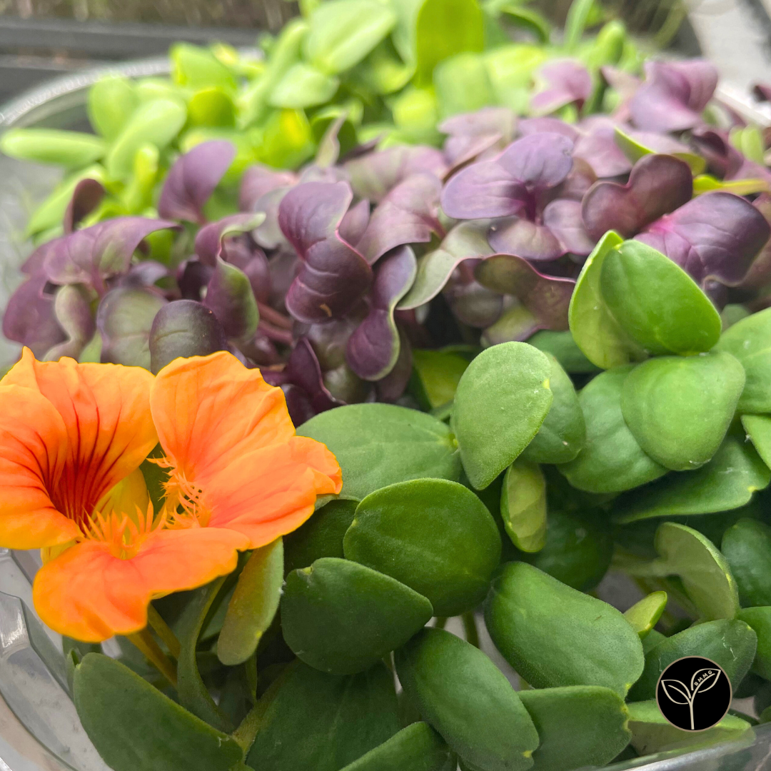 Souper Girl Mission Microgreen Mix