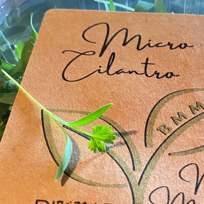 Cilantro Microgreens