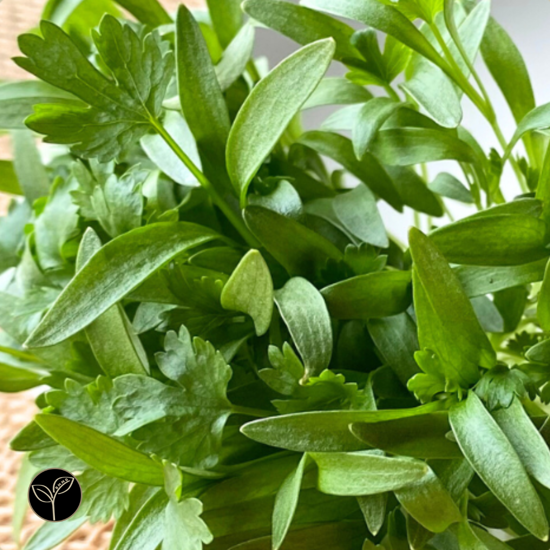 Cilantro Microgreens