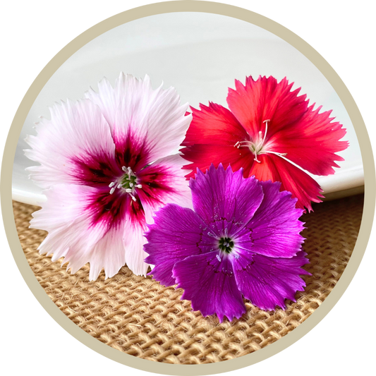 Dianthus Flowers