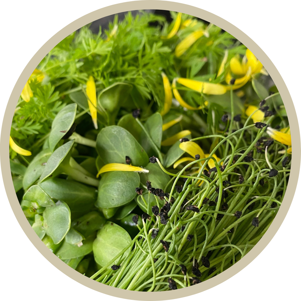 Fall Harvest Microgreen Mix
