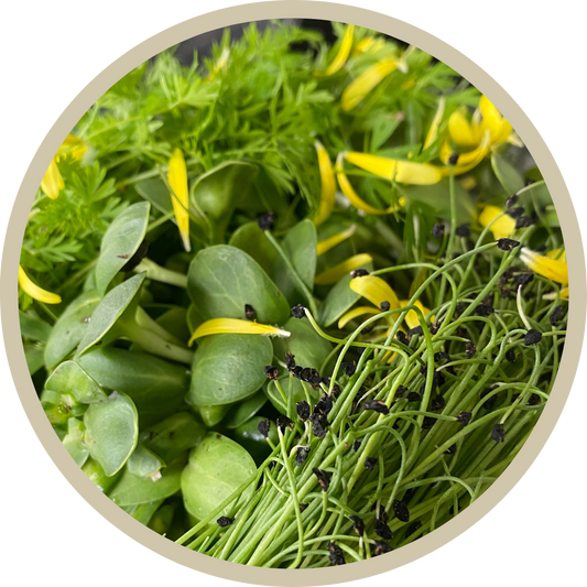 Fall Harvest Microgreen Mix