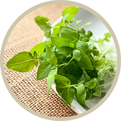 Genovese Basil Microgreens