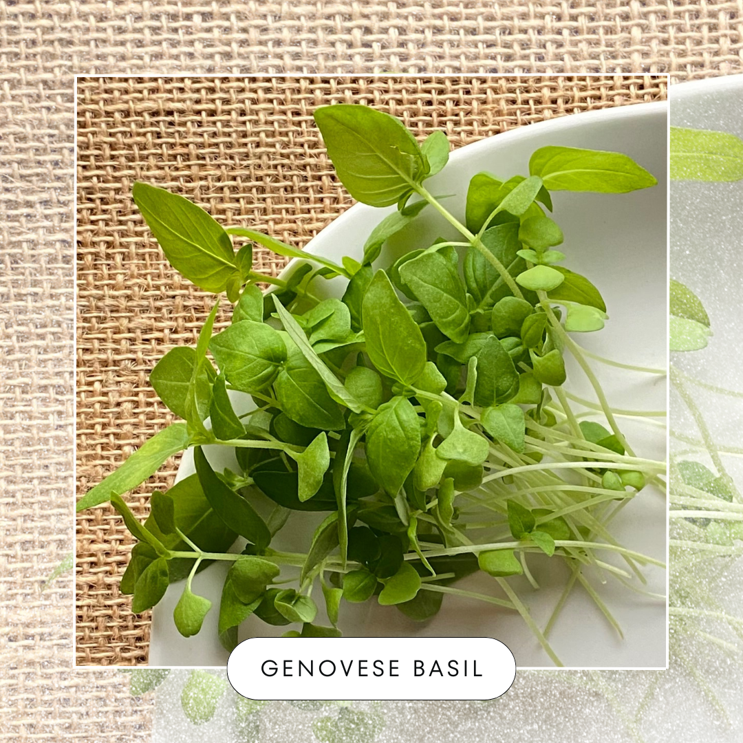 Genovese Basil Microgreens