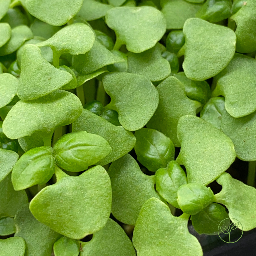 Genovese Basil Microgreens