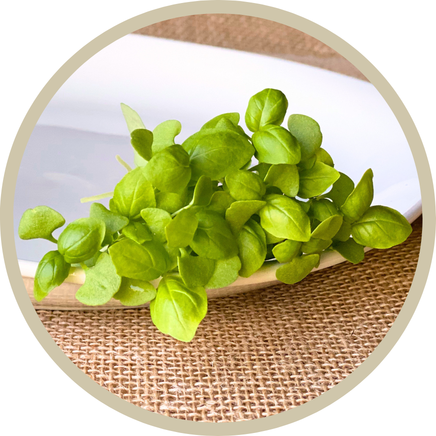 Italian Basil Microgreens