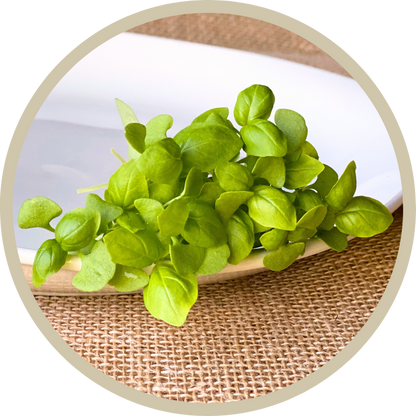 Italian Basil Microgreens