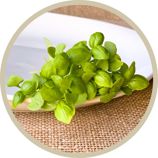 Italian Basil Microgreens