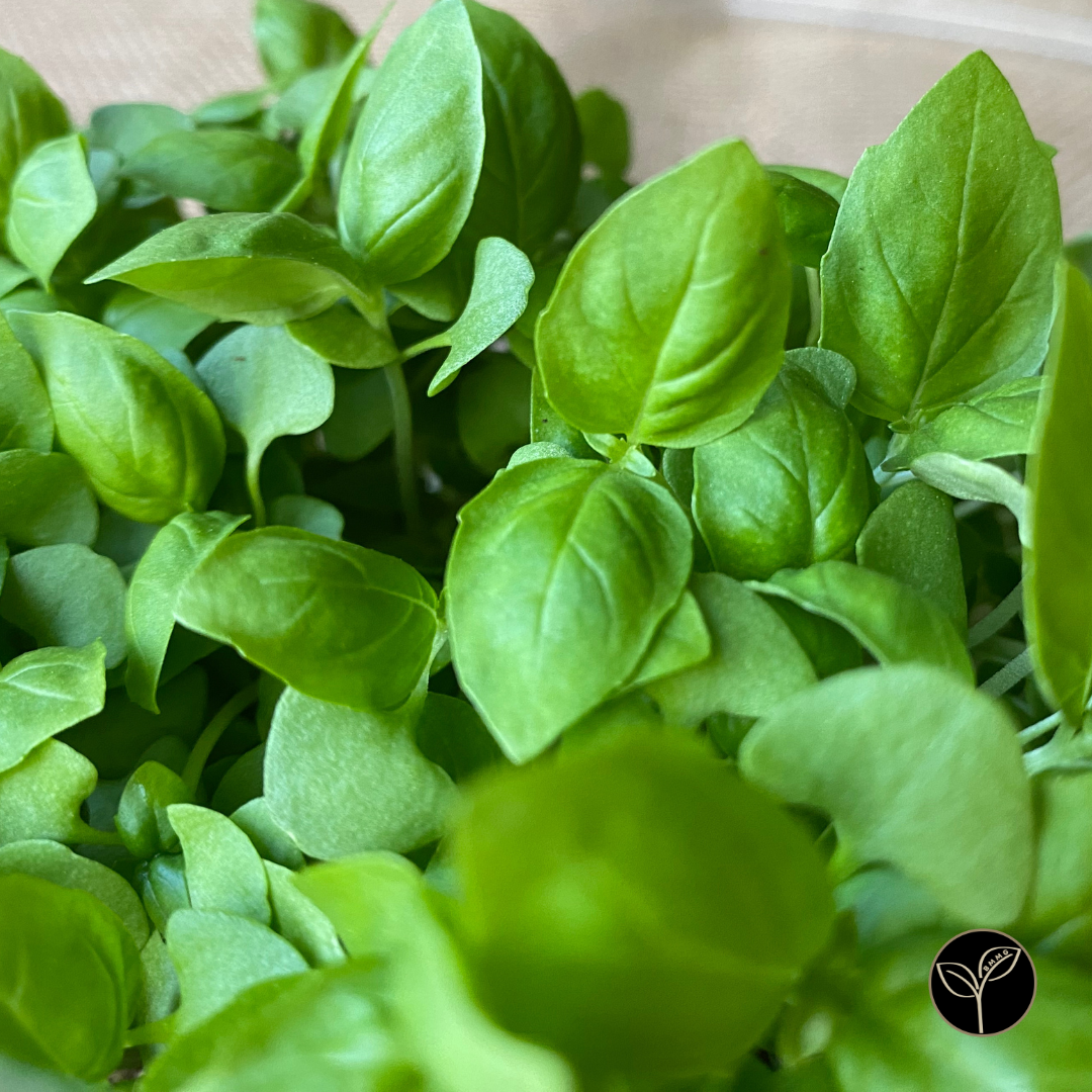 Italian Basil Microgreens