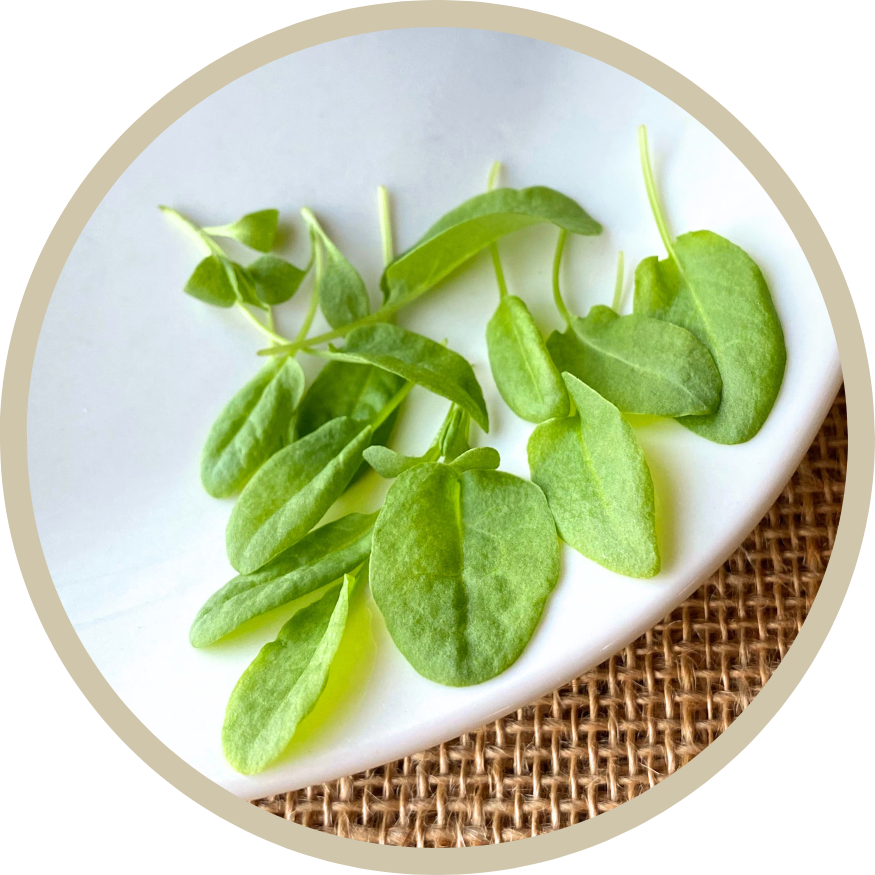 Large Leaf Sorrel Microgreens