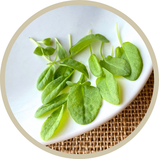 Large Leaf Sorrel Microgreens