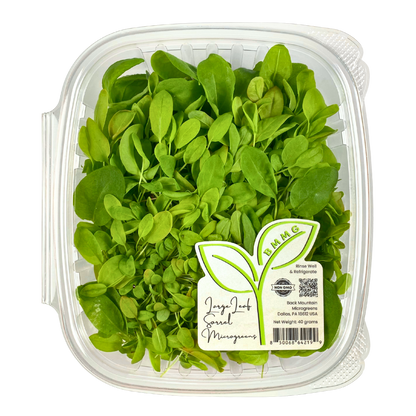 Large Leaf Sorrel Microgreens