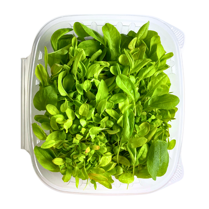 Large Leaf Sorrel Microgreens