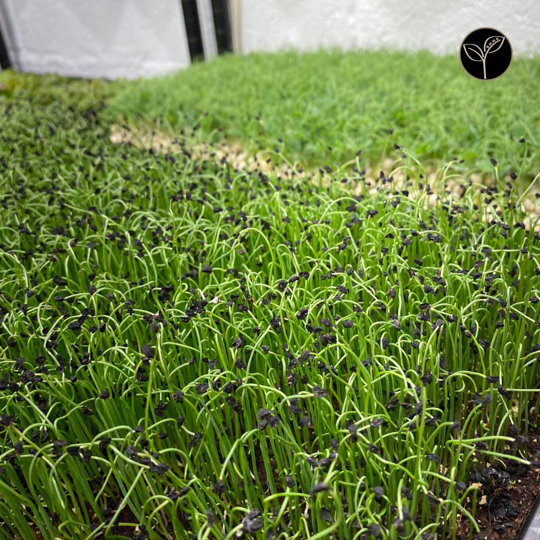 Leek Microgreens