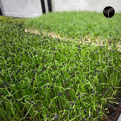 Leek Microgreens