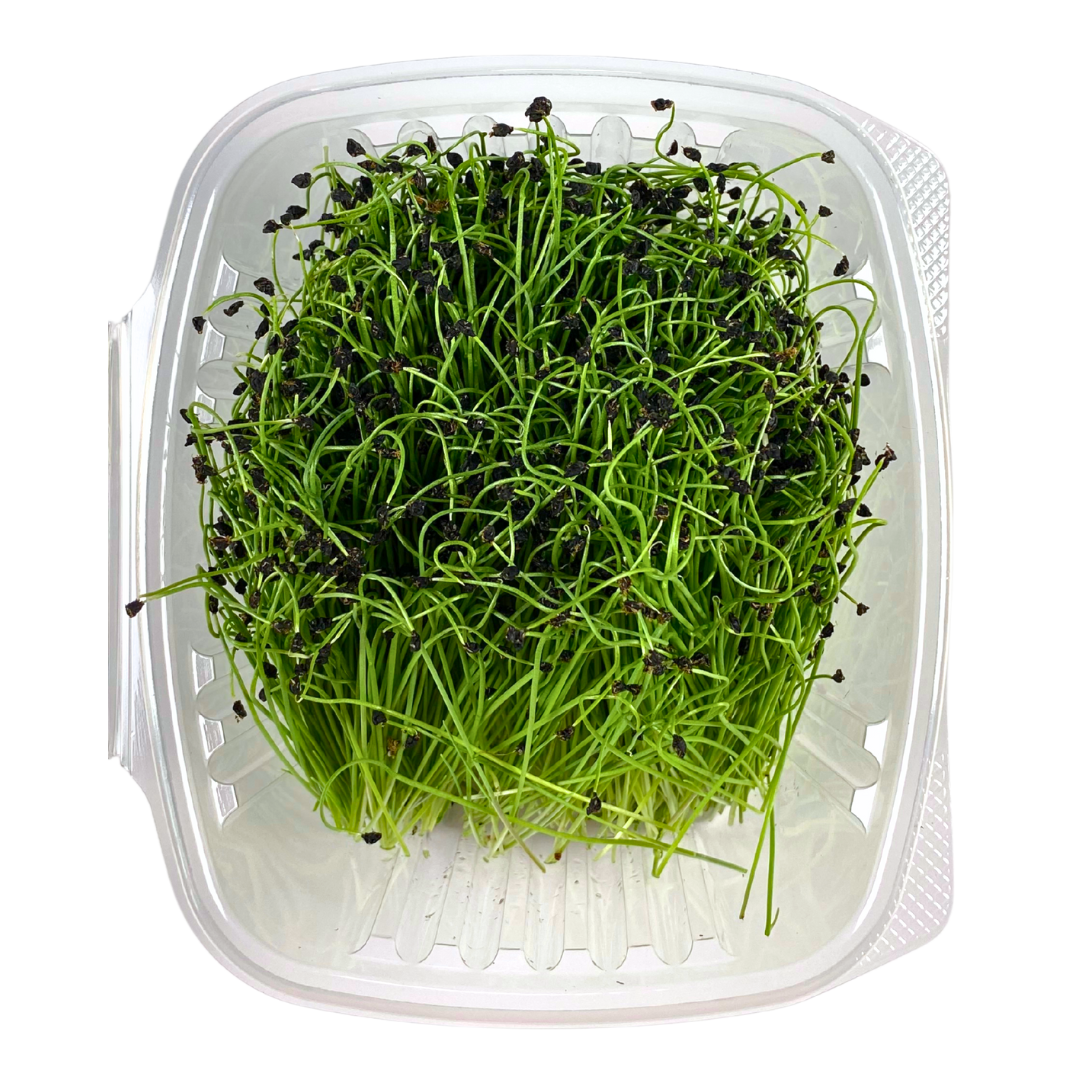 Leek Microgreens