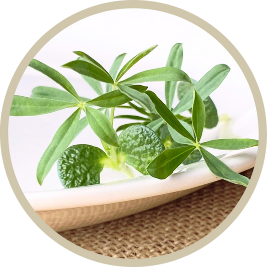 Lupine Microgreens