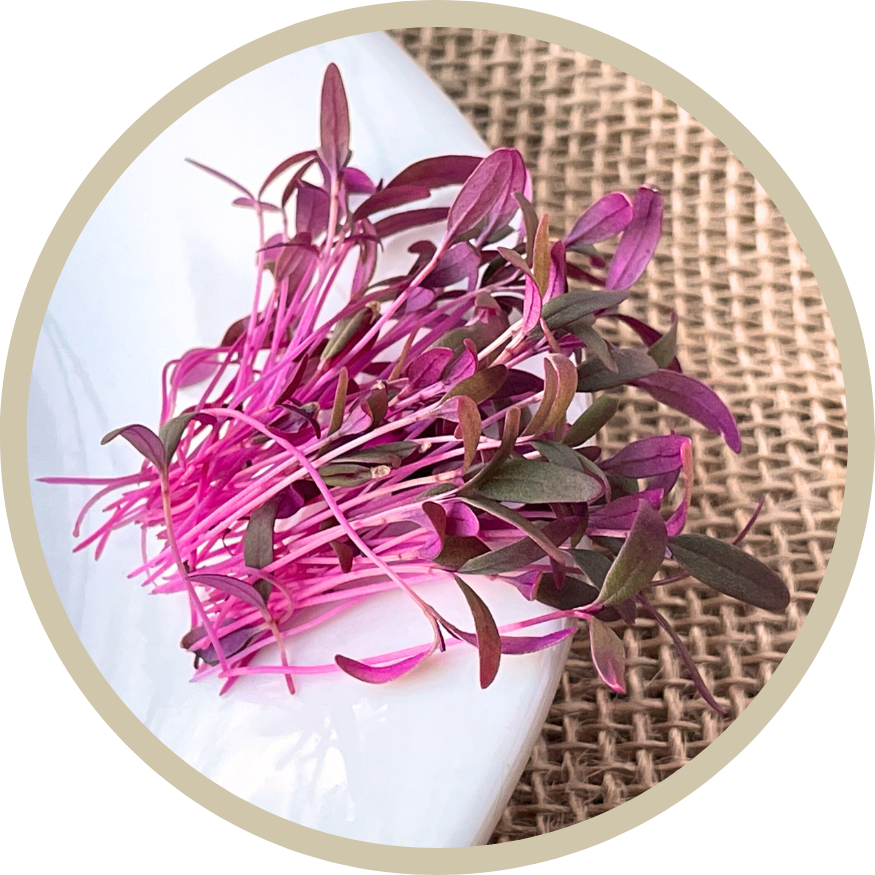 Amaranth Microgreens