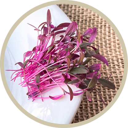 Amaranth Microgreens