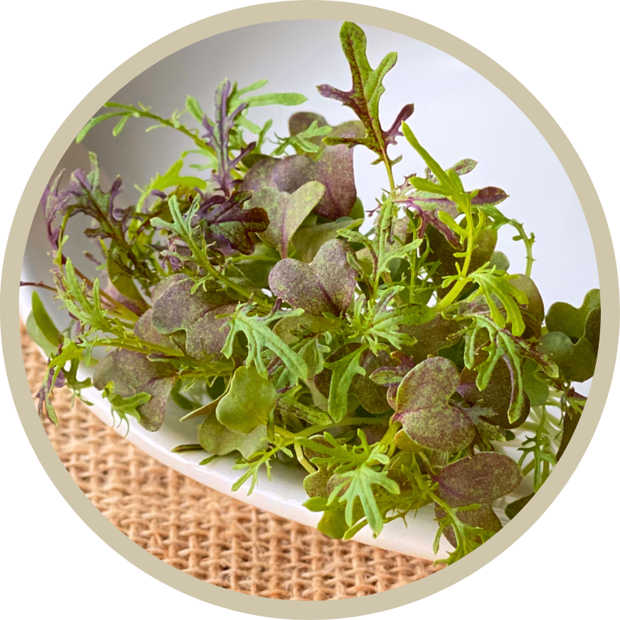 Mizuna Mustard Microgreens