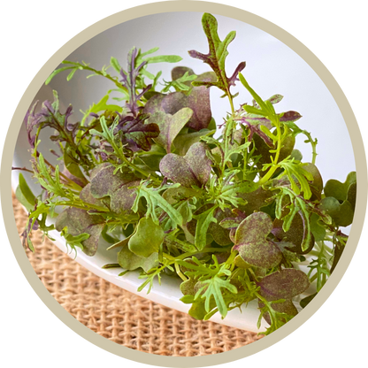 Mizuna Mustard Microgreens