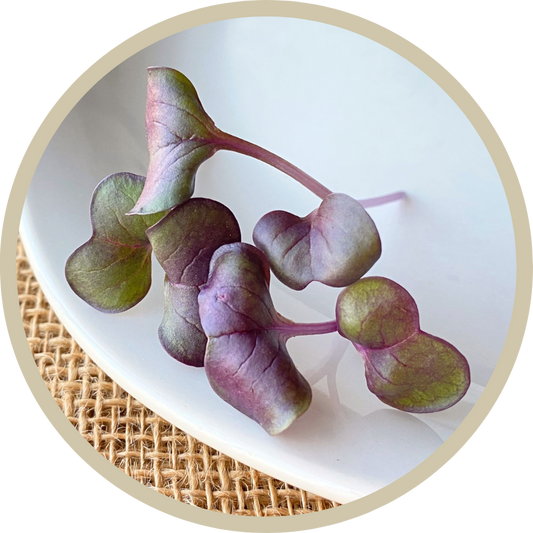 Radish Microgreens