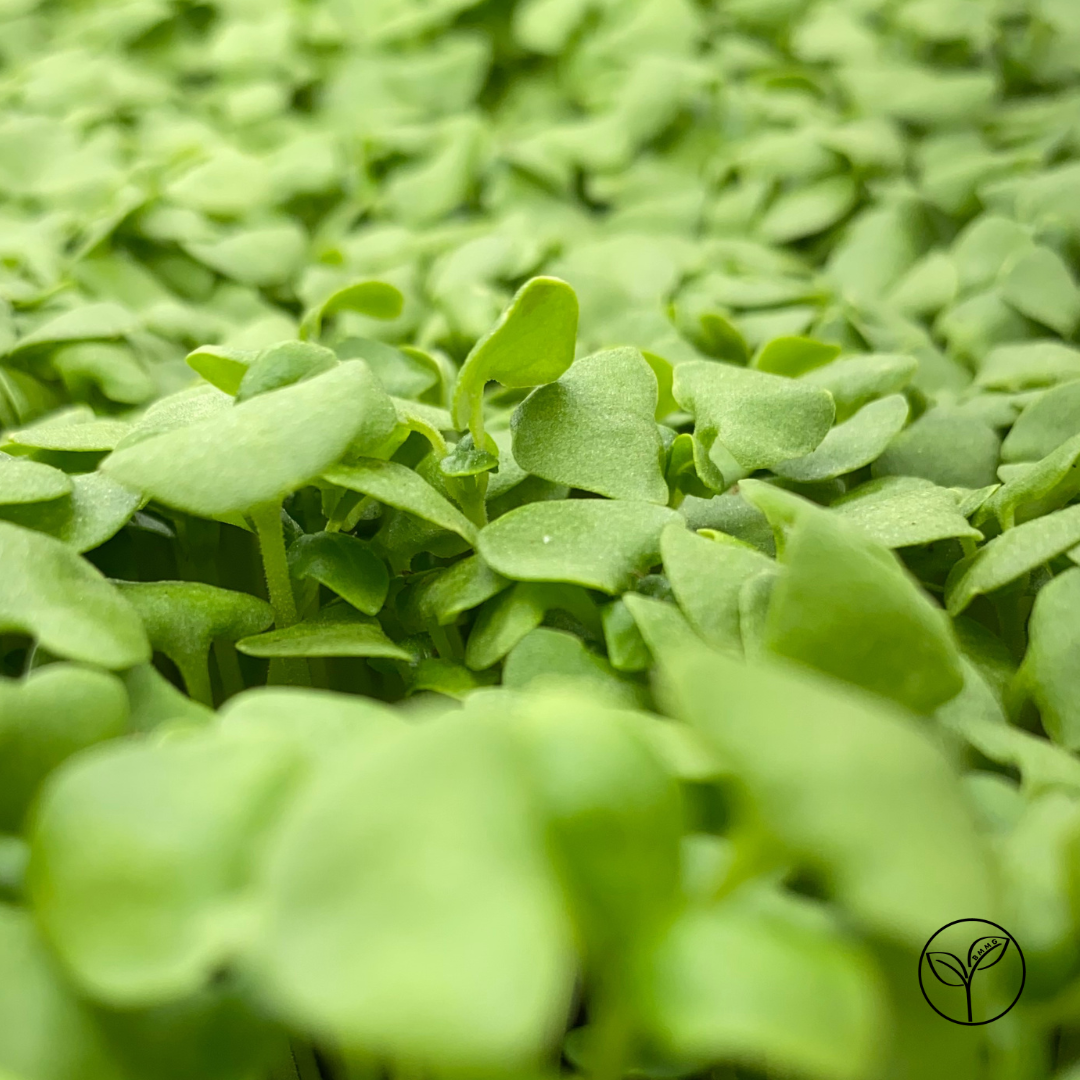 Genovese Basil Microgreens