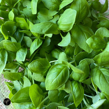 Italian Basil Microgreens