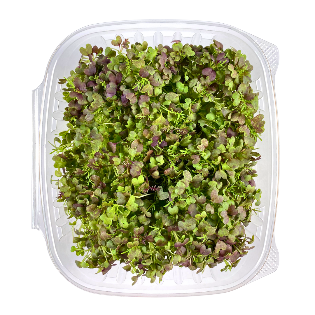 Mizuna Mustard Microgreens