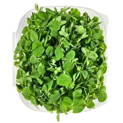 Pea Shoot Microgreens