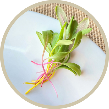 Rainbow Swiss Chard Microgreens