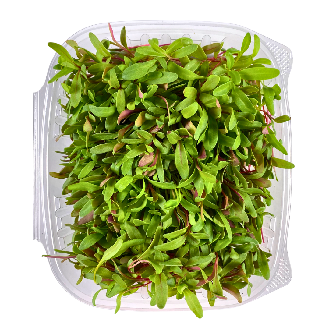Rainbow Swiss Chard Microgreens