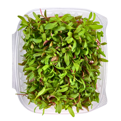 Rainbow Swiss Chard Microgreens