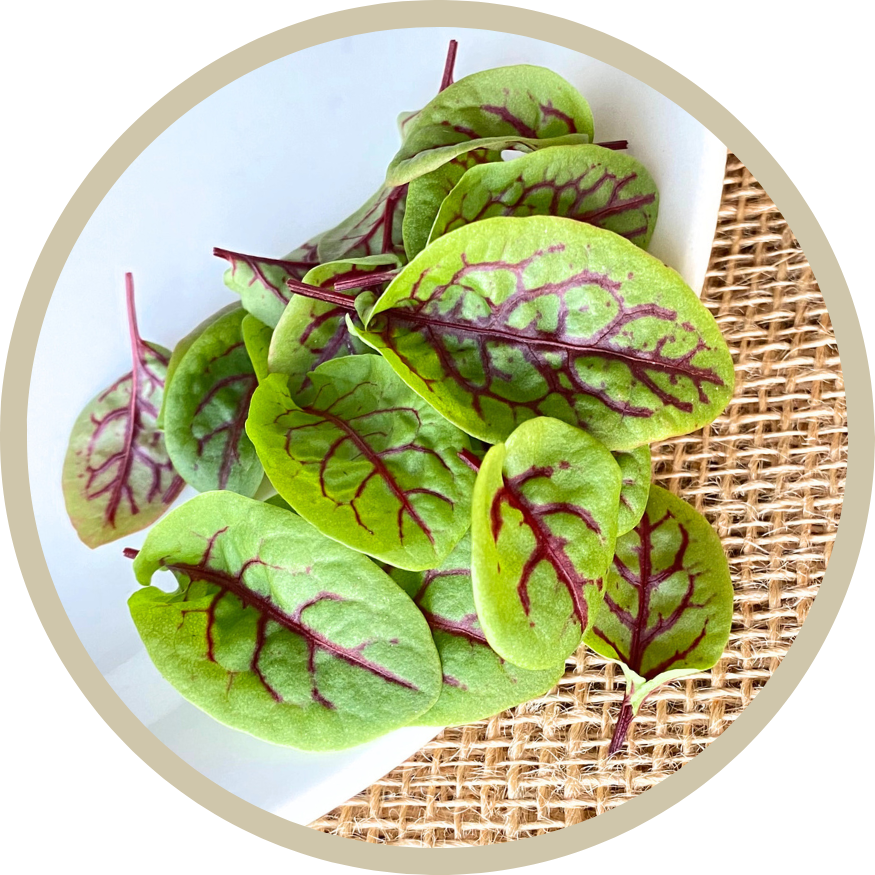 Red Veined Sorrel Microgreens