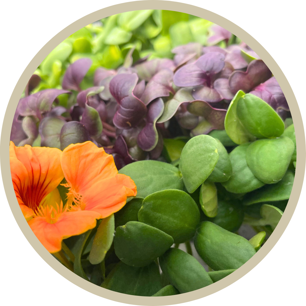 Souper Girl Mission Microgreen Mix