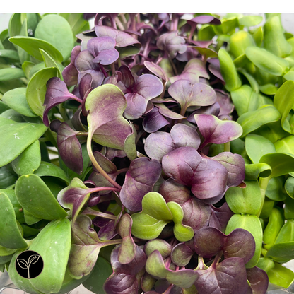 Souper Girl Mission Microgreen Mix