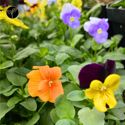 Viola Flower